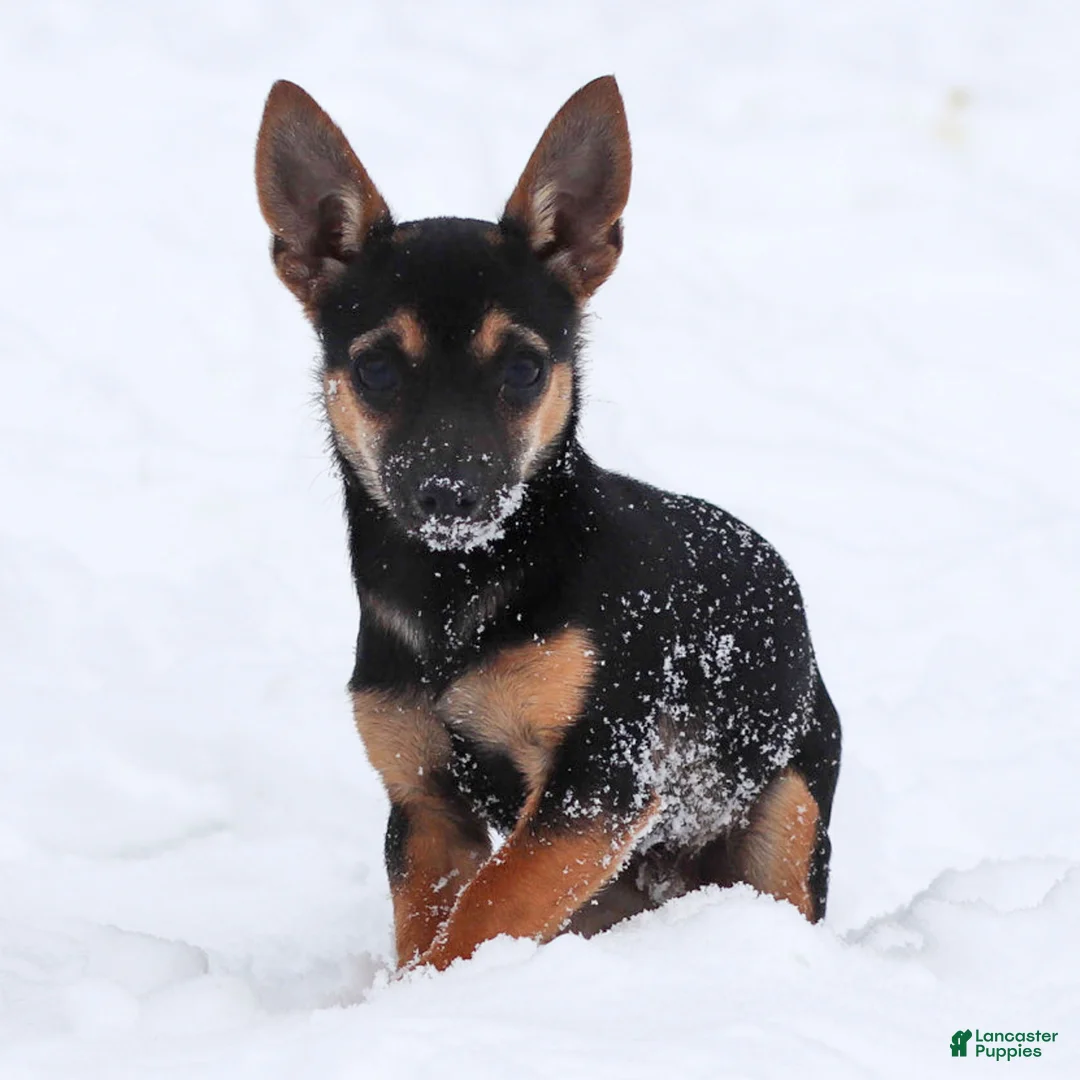 Chihuahua dogs for sale: Preston - Ad 1