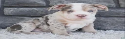 Beabull dogs for sale: Bailey  - Ad 3