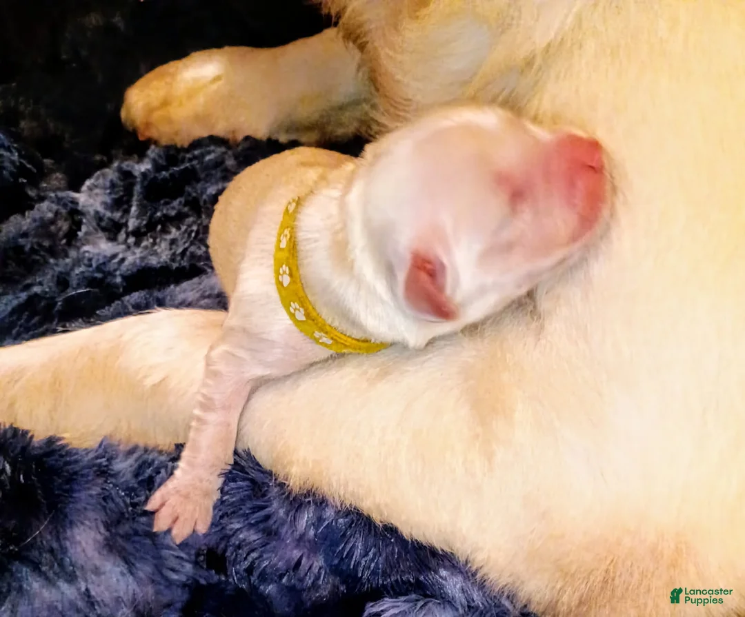 Golden Retriever dogs for sale: Yellow Girl - Ad 1