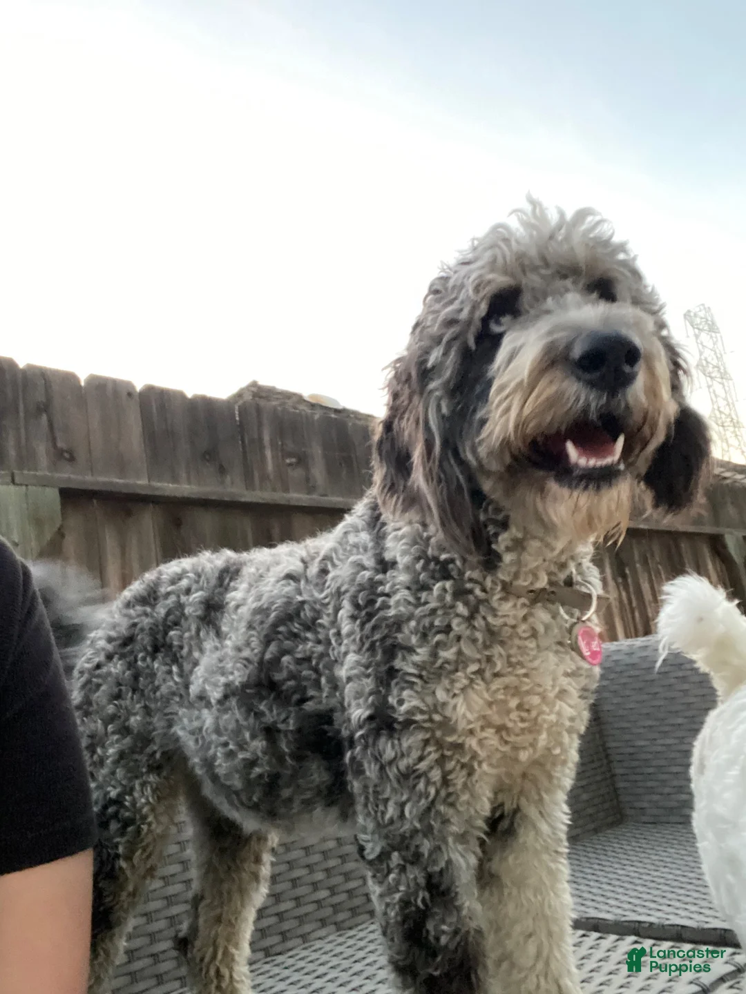 Aussiedoodle dogs for sale: Belle - Ad 2