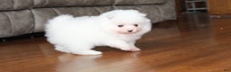 Pomeranian dogs for sale: Emerson - Ad 6