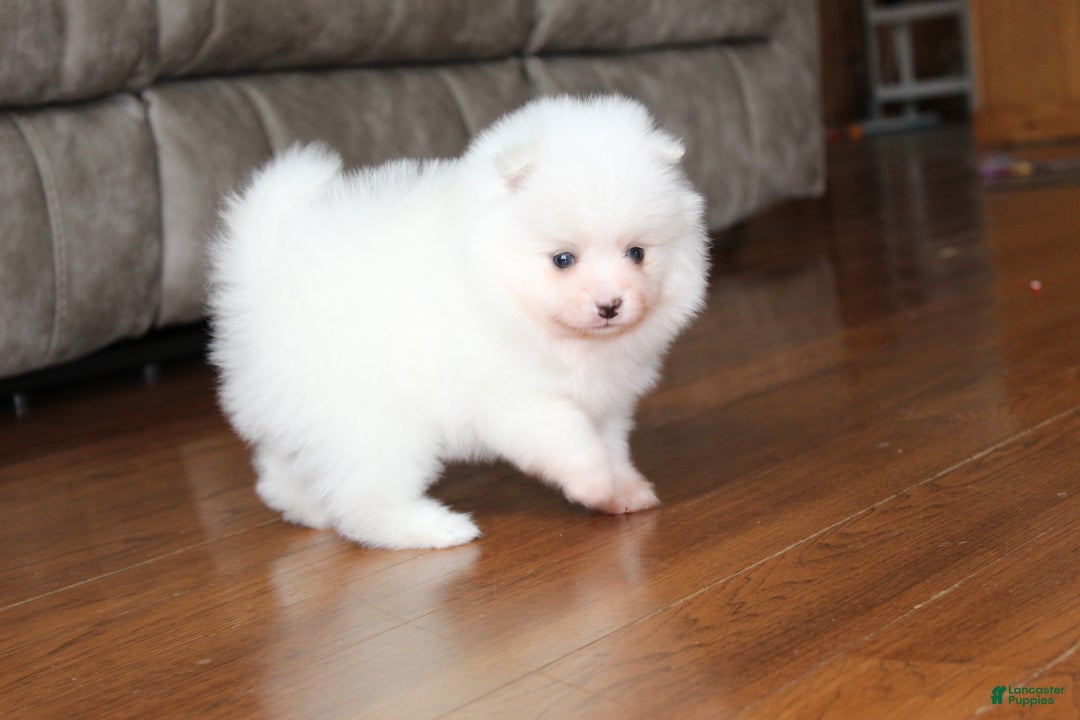 Pomeranian dogs for sale: Emerson - Ad 6