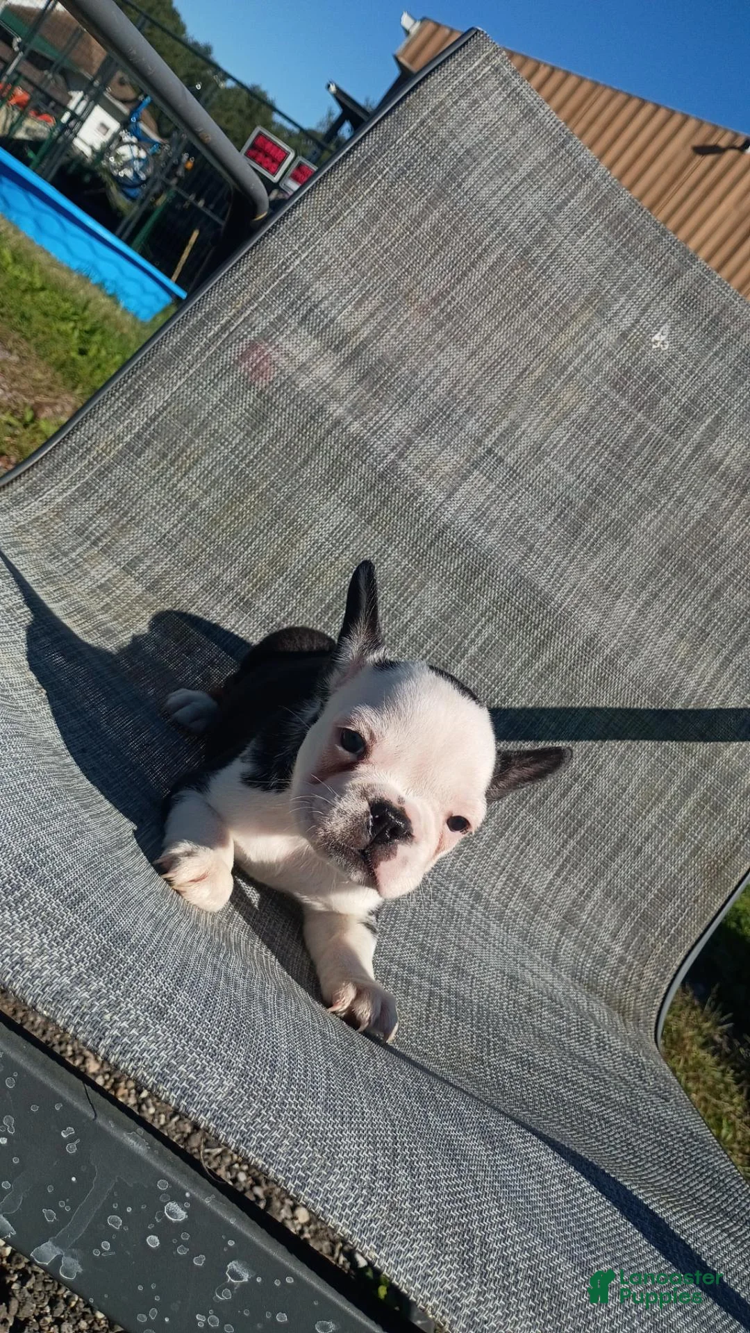 French Bulldog dogs for sale: French Bulldog 1 - Ad 1