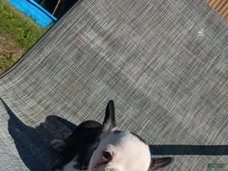 French Bulldog dogs French Bulldog 1 - Ad 1
