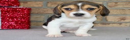 Beagle dogs for sale: Fannie - Ad 2