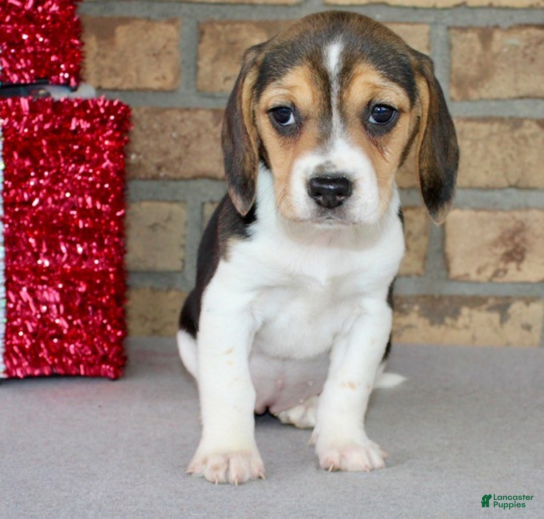 Beagle dogs for sale: Fannie - Ad 2