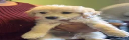 Maltipoo dogs for sale: Kona - Ad 3
