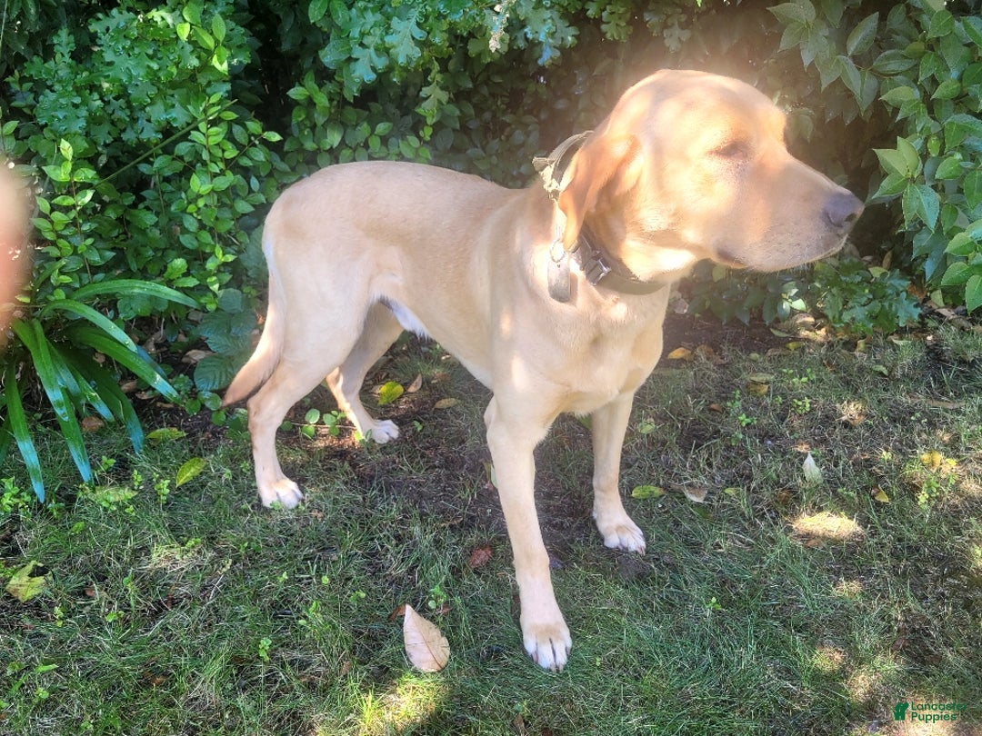 Labrador Retriever dogs for sale: Labrador Retriever Puppy 4 - Ad 6