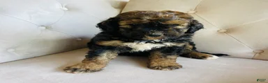 Bernedoodle Puppy 4
