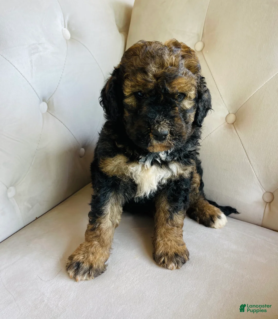 Bernedoodle dogs for sale: Lucy  ❤️ red sable phantom tri color - Ad 2