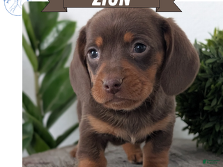 Miniature Dachshund dogs - Ad 39