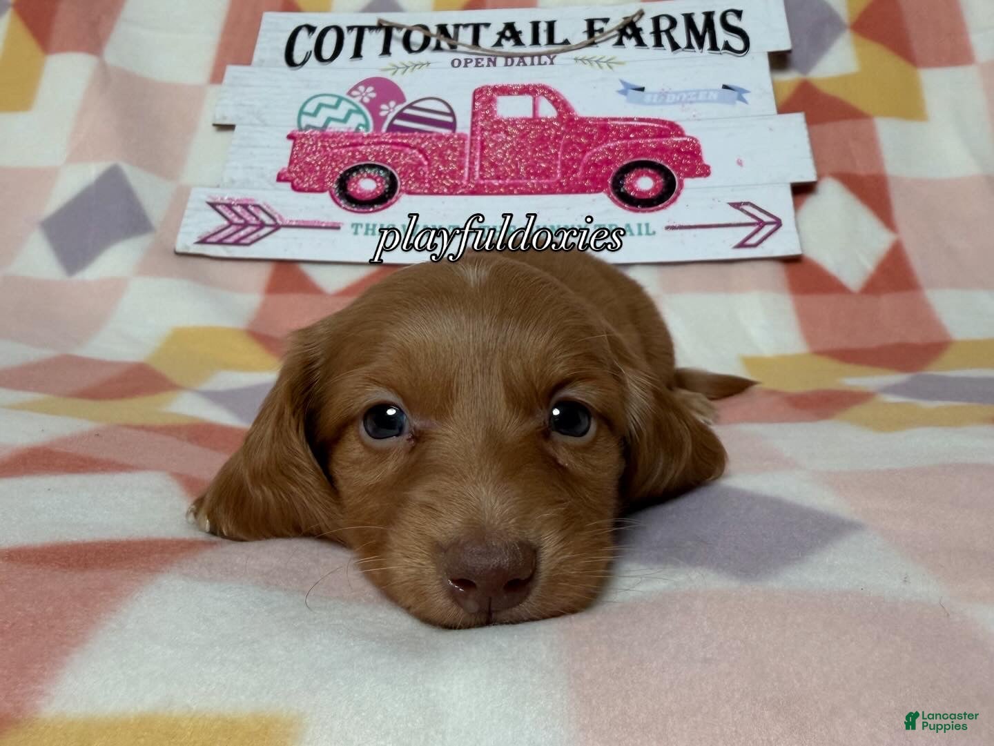 Dachshund dogs AKC Red Long Haired Female Dachshund DNA CLEAR - Ad 2