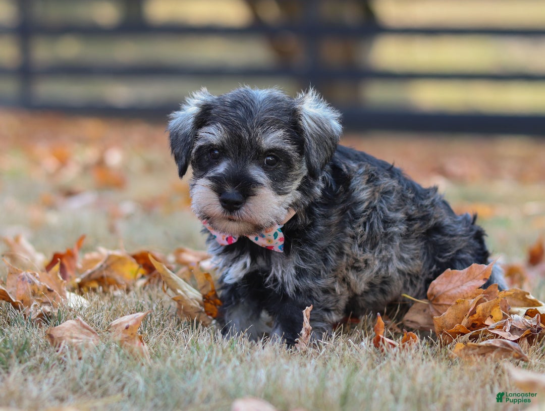Miniature Schnauzer dogs for sale: Brianna - Ad 11