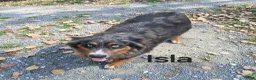 Australian Shepherd dogs for sale: River - Ad 7