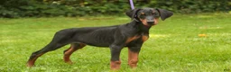 Doberman Pinscher dogs for sale: Elowen - Ad 5