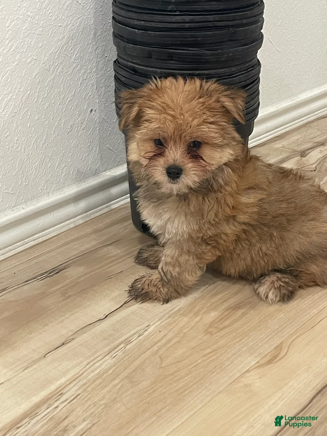 Pomeranian dogs for sale: Pomeranian Puppy 1 - Ad 2