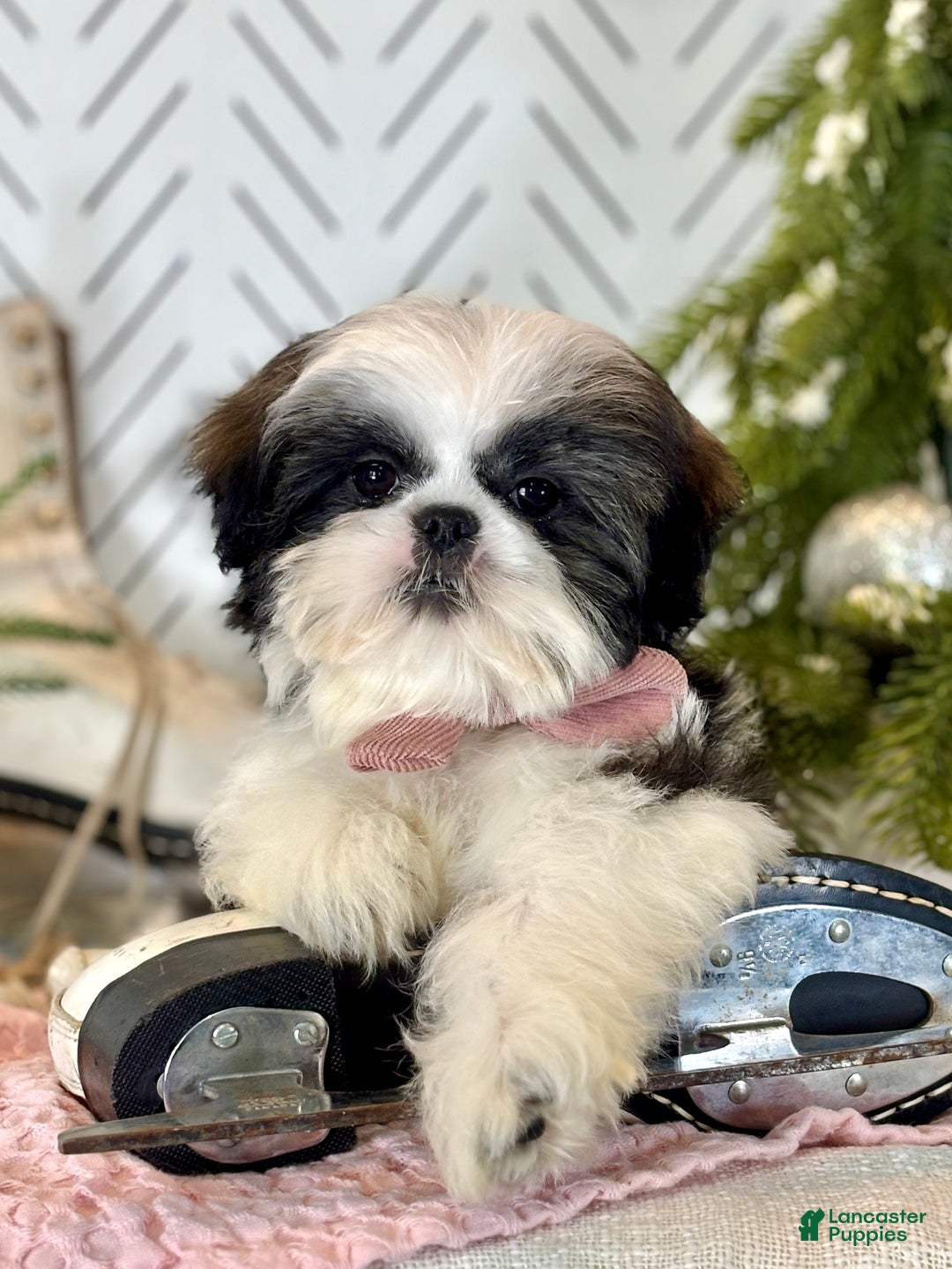 Shih Tzu dogs for sale: Carols - Ad 4