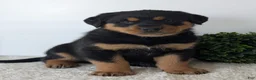 Mixed Breed dogs for sale: Rufus - Ad 16