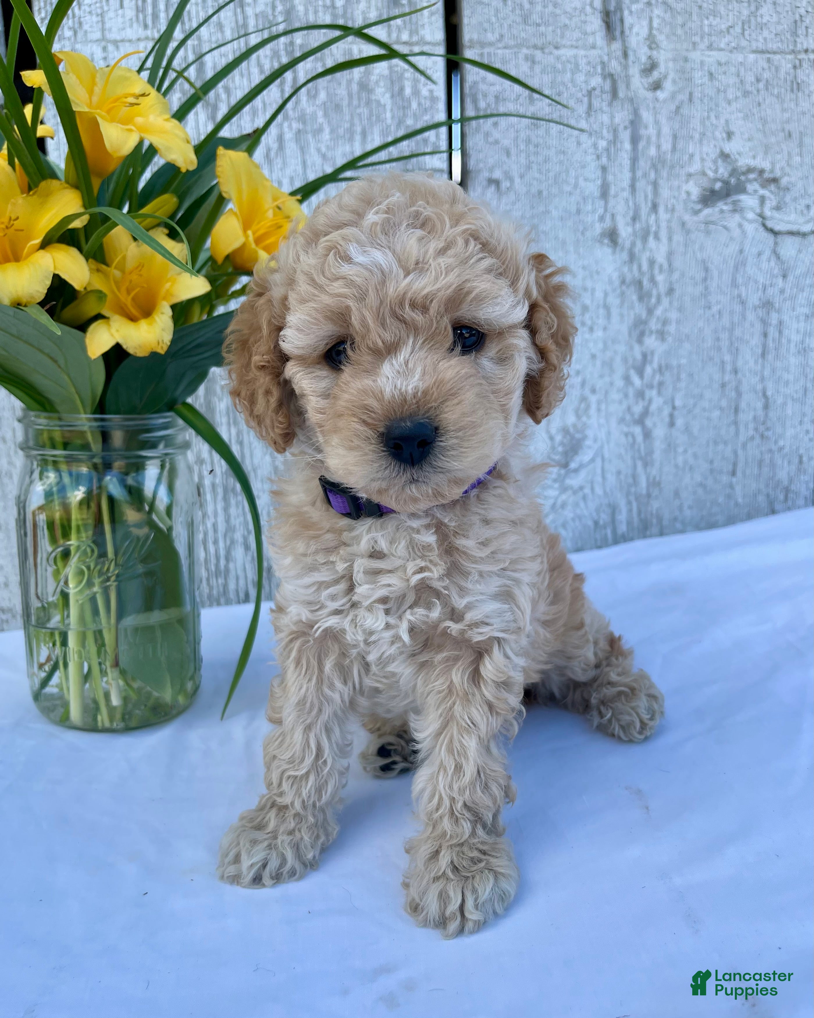Cockapoo dogs Lavender  - Ad 2