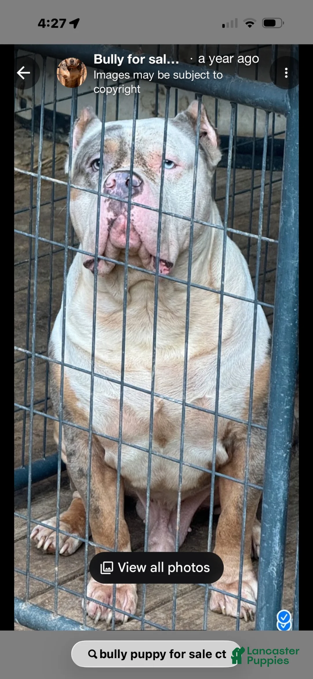 American Bully dogs for sale: American Bully 1 - Ad 4