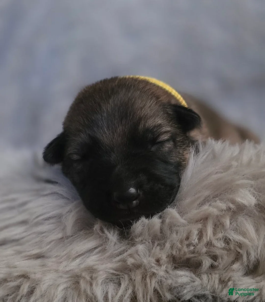 German Shepherd dogs for sale: Girl (Yellow) - Ad 1