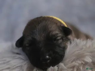 German Shepherd dogs Girl (Yellow) - Ad 31