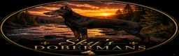 Doberman Pinscher dogs for sale: Upcoming Doberman Litter  - Ad 1