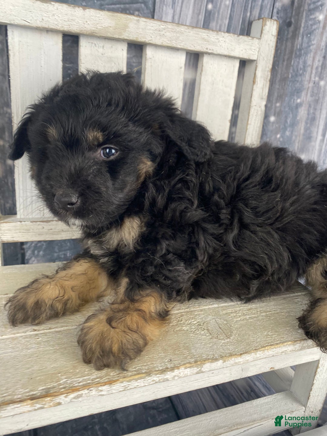 Mini Aussiedoodle dogs for sale: Ian - Ad 12