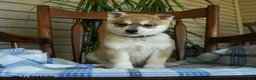 Alaskan Klee Kai dogs for sale: Danny - Ad 3