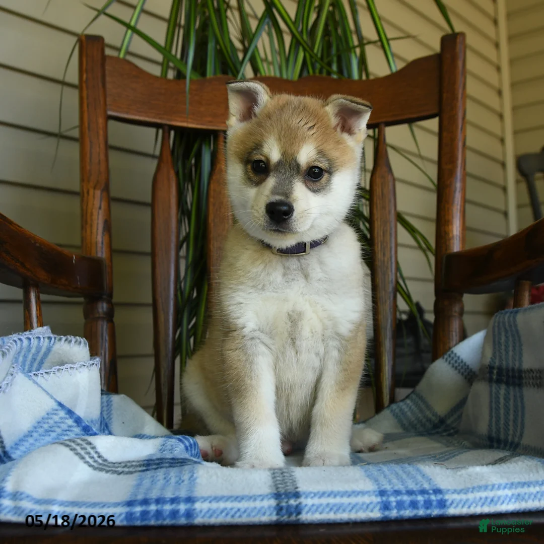 Alaskan Klee Kai dogs for sale: Danny - Ad 3