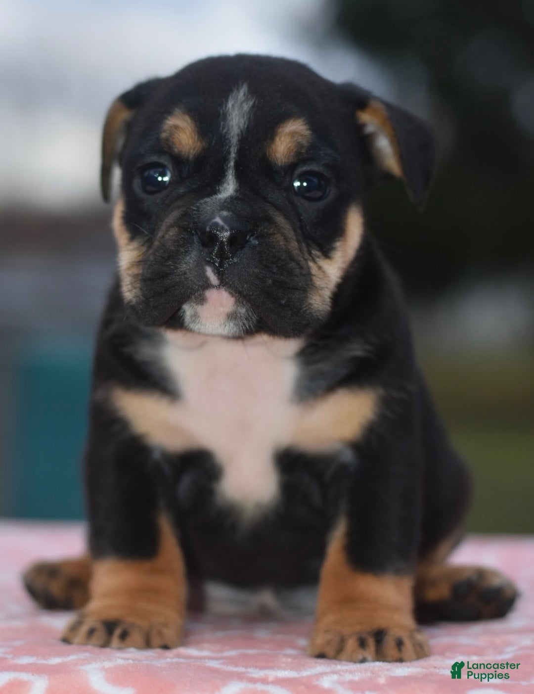 Mixed Breed dogs for sale: Emma tricolor hybrid  - Ad 17