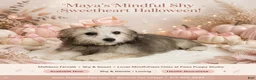 Maltipoo dogs for sale: Maya - Ad 1
