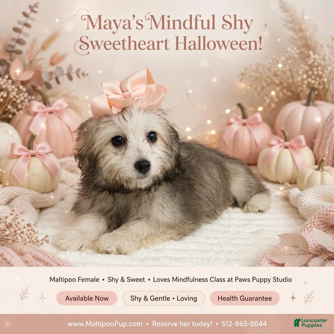 Maltipoo dogs for sale: Maya - Ad 1