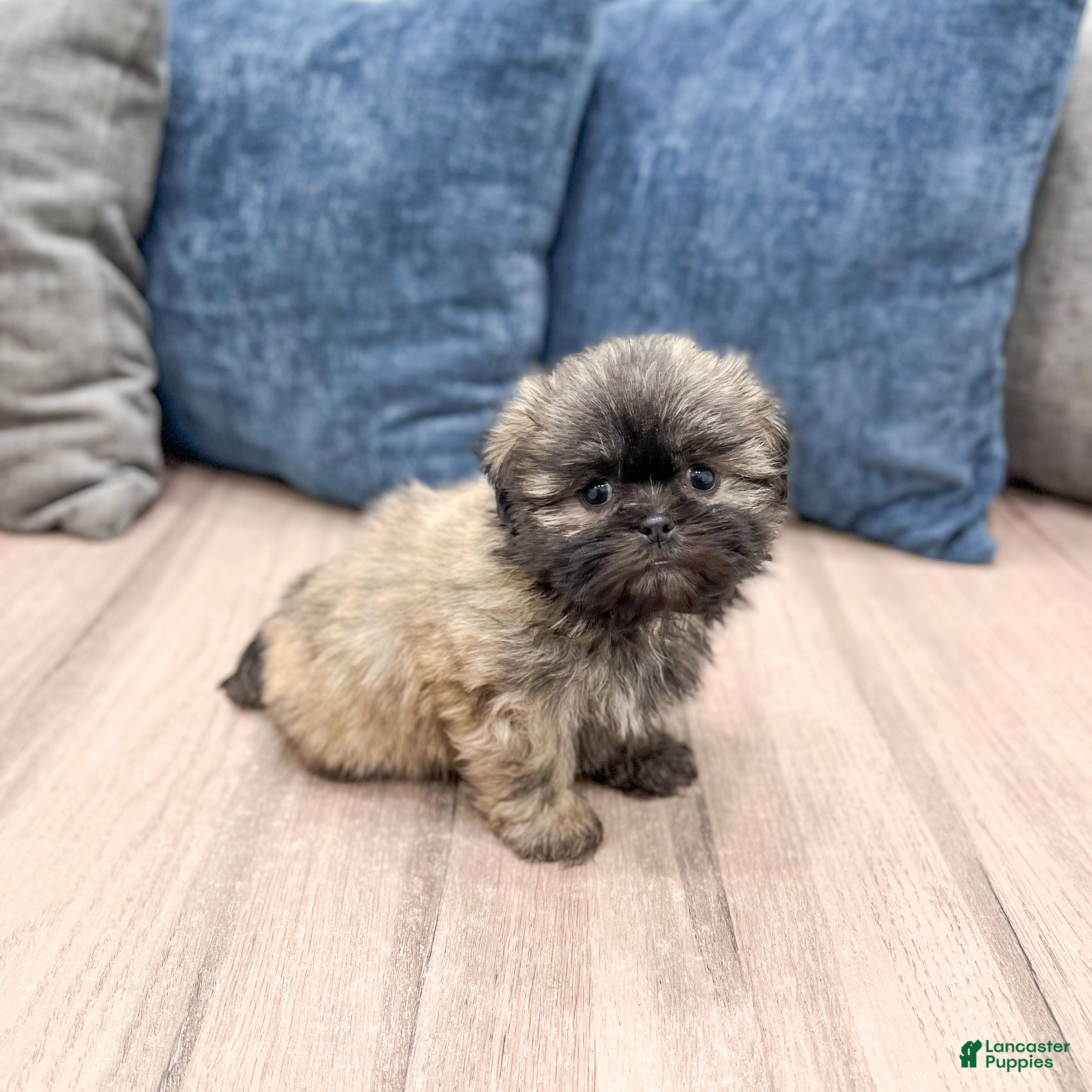 Teddy Bear dogs Sadie - Ad 1