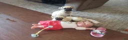 Pug dogs for sale: Clay - Ad 9