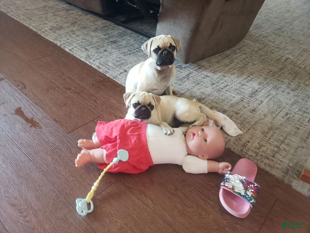 Pug dogs for sale: Clay - Ad 9