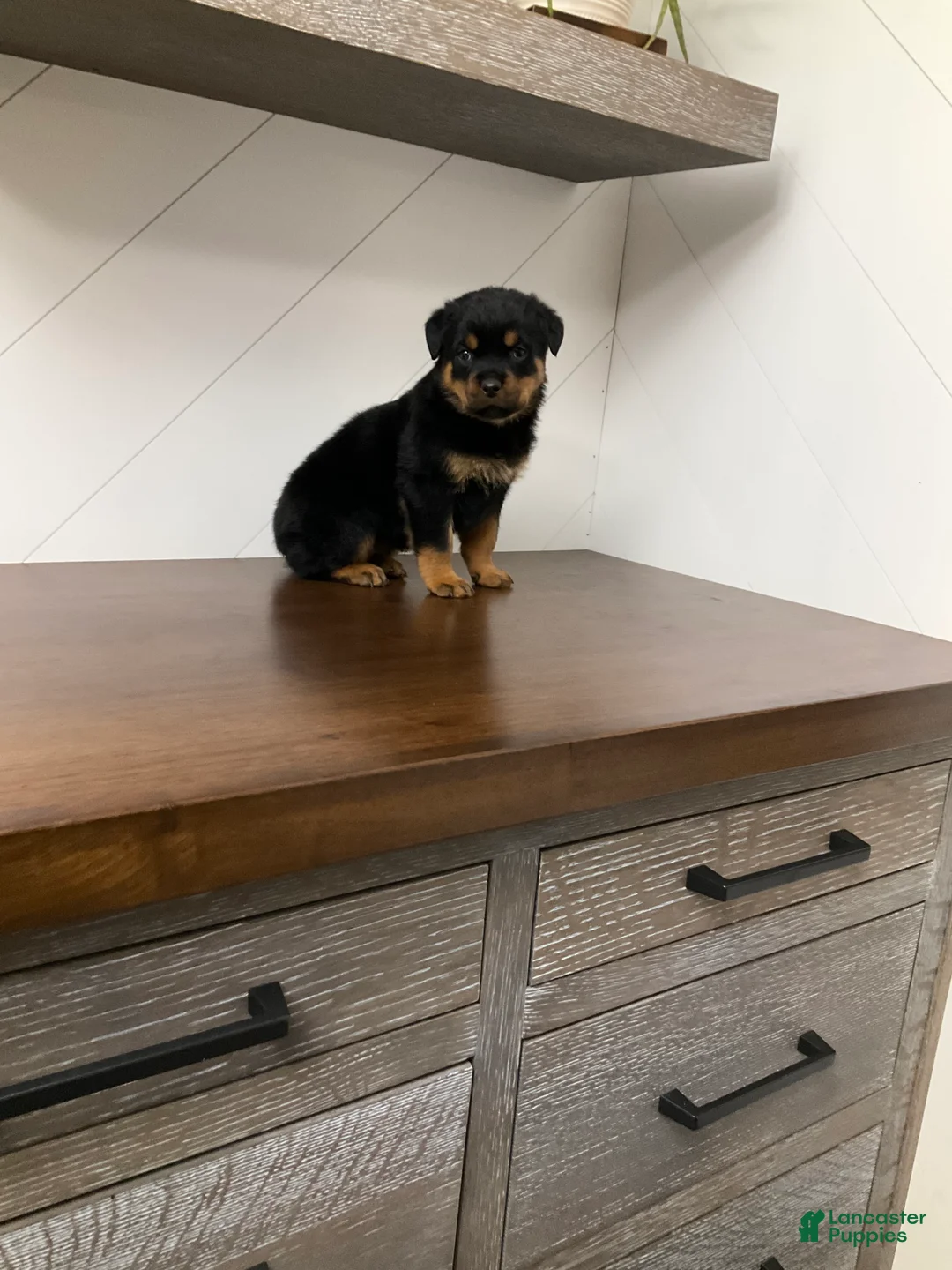 Rottweiler dogs for sale: Rottweiler Puppy 1 - Ad 6