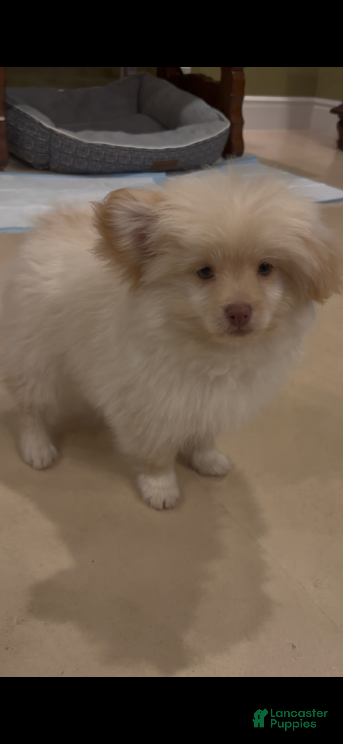 Mixed Breed dogs Mixed Breed Puppy 2 - Ad 1