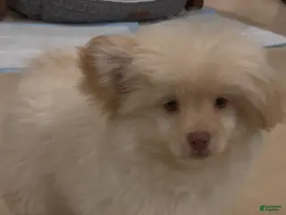 Mixed Breed dogs for sale: Mixed Breed Puppy 2 - Ad 1