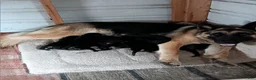 German Shepherd dogs for sale:  2 - Ad 4