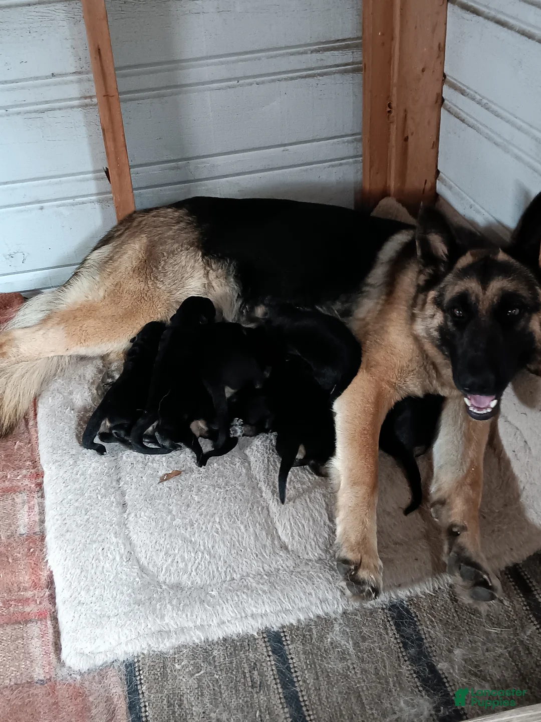 German Shepherd dogs for sale:  2 - Ad 4