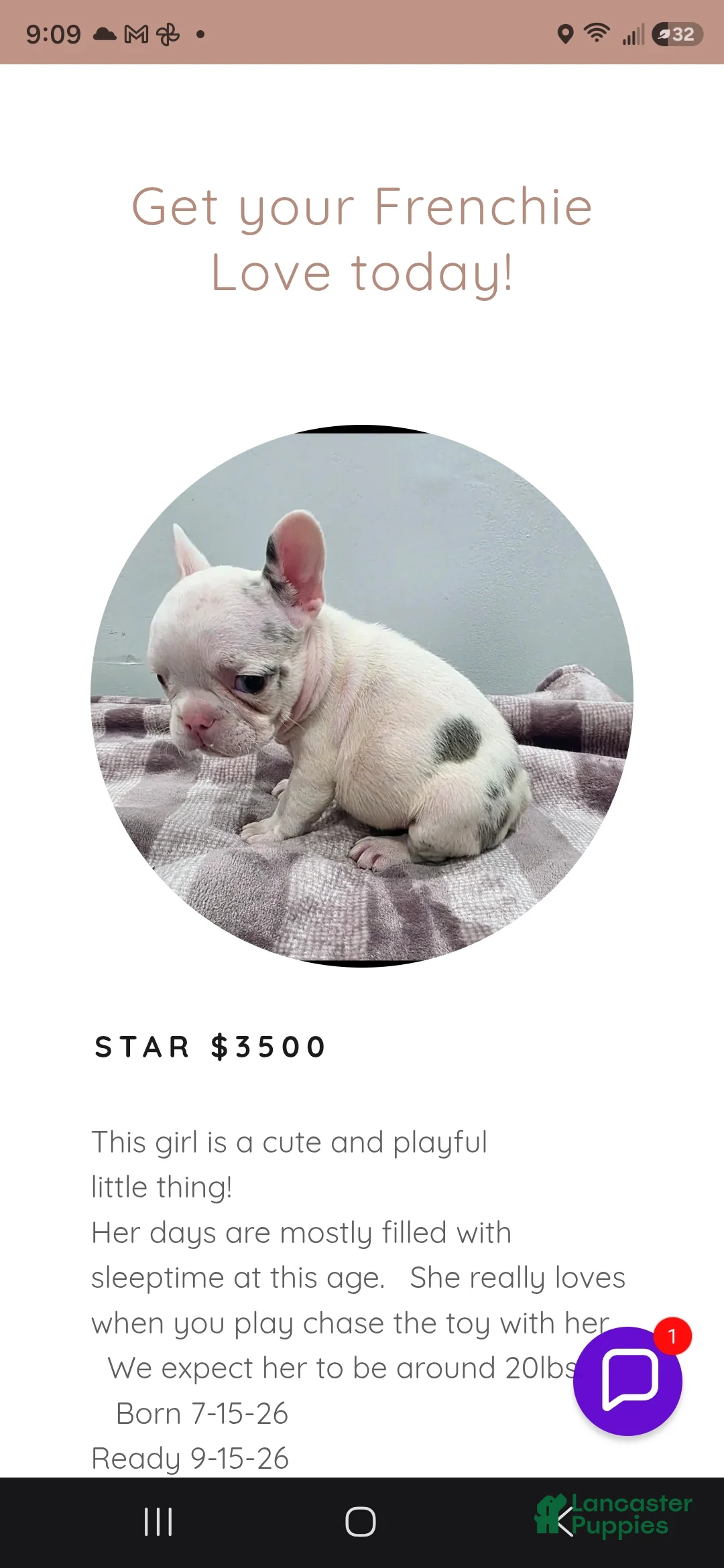 French Bulldog dogs for sale: Silver - Ad 6