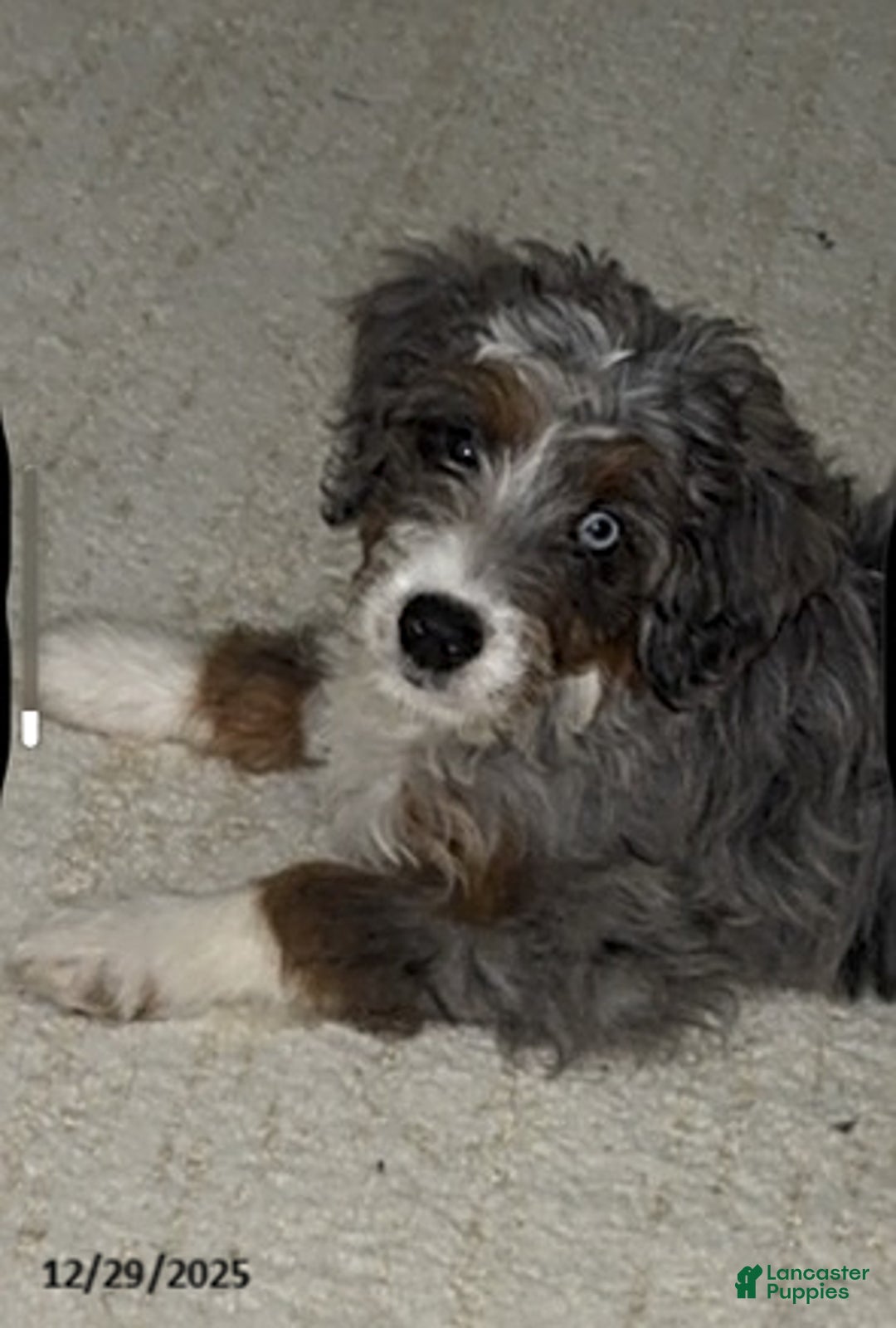 Mini Bernedoodle dogs for sale: Majorie - Ad 2