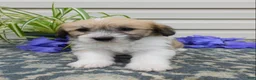 Corgipoo dogs for sale: Logan  - Ad 5