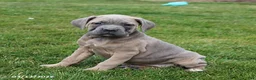 Cane Corso dogs for sale: Greta - Ad 1