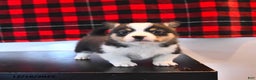 Welsh Corgi Pembroke dogs for sale: Gabby  - Ad 3