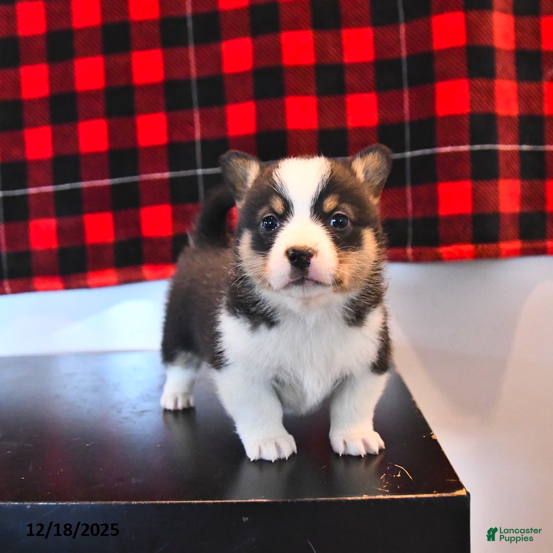 Welsh Corgi Pembroke dogs for sale: Gabby  - Ad 3