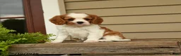 Cavalier King Charles Spaniel dogs for sale: Sporty - Ad 1