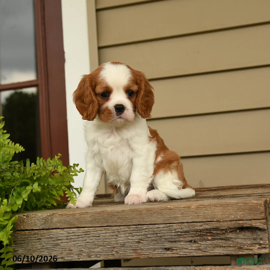 Cavalier King Charles Spaniel dogs for sale: Sporty - Ad 1