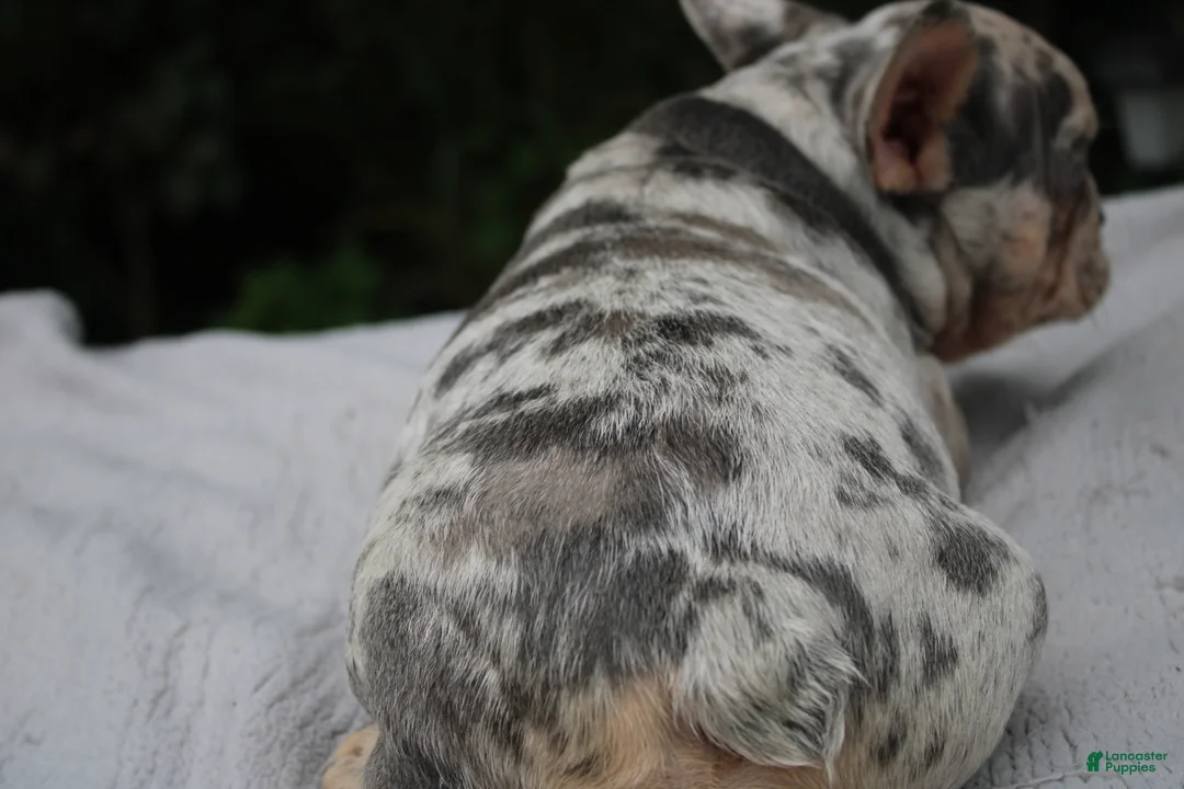 French Bulldog dogs for sale: French Bulldog 2 - Ad 4